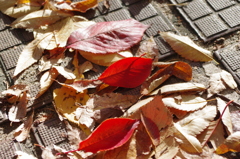 Shining Cherry Leaves