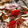 Shining Cherry Leaves