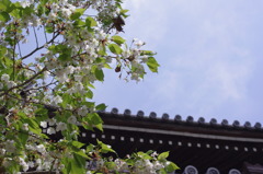 葉桜と寺の屋根