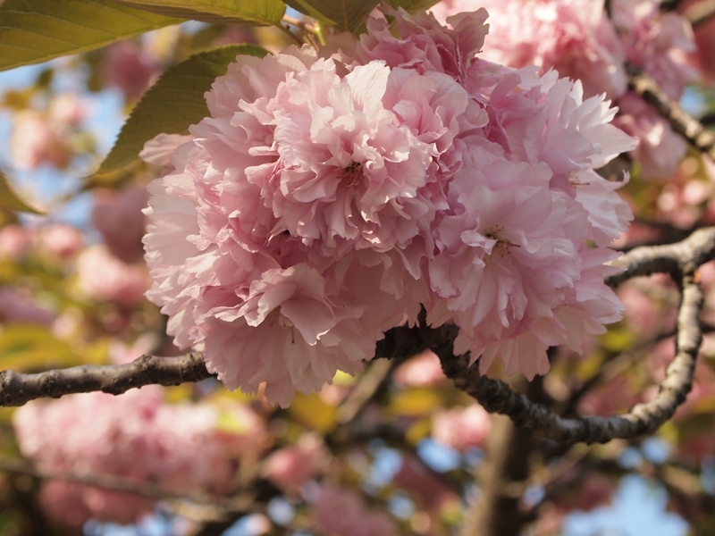 花が密集！