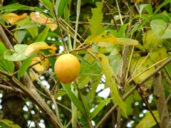 a wild persimmon
