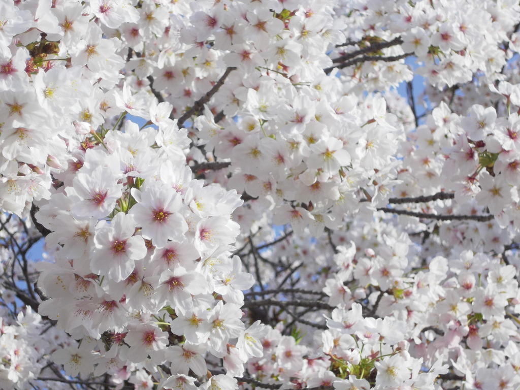 桜満載・桜満開