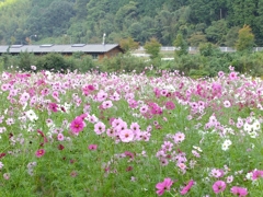 a crowd of cosmos