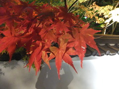 永観堂　紅葉ライトアップ３