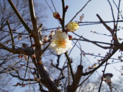 青空に輝く白い梅