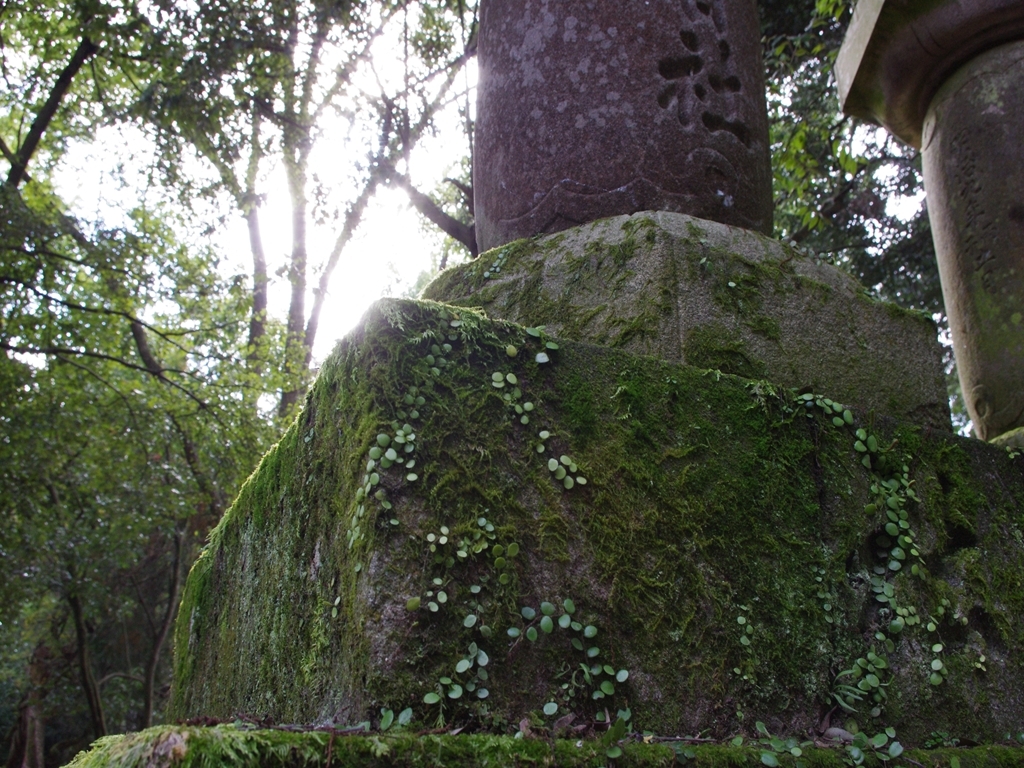 苔むす灯篭と木漏れ日