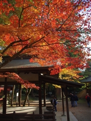 KOYO×YOZAN