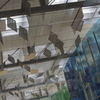 the ceiling of Changi airport