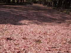 桜のじゅうたん