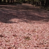 桜のじゅうたん