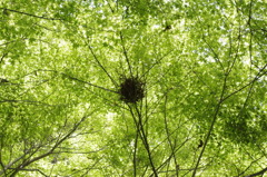 KAEDE NEST