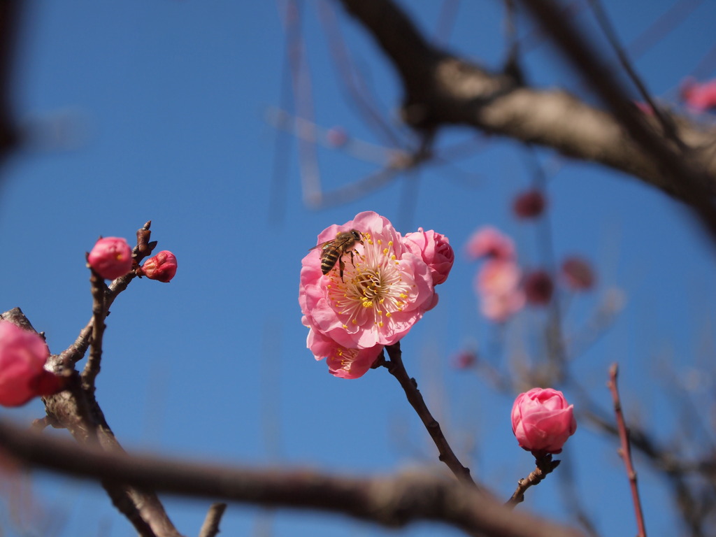 ミツバチ、紅梅と青空
