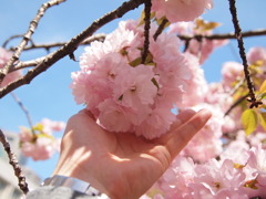 手毬桜と私の手