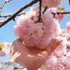 手毬桜と私の手