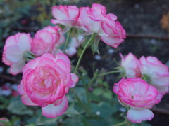 Nicole  ( a kind of rose from Germany )