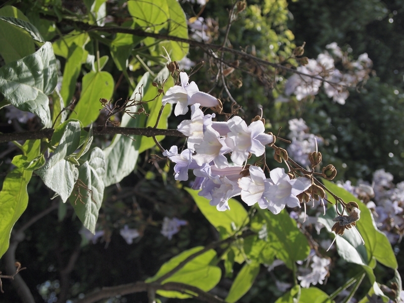 光を受けて輝く桐の花
