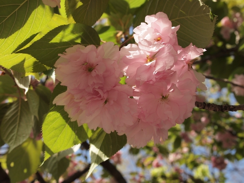 造幣局の桜