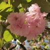 造幣局の桜