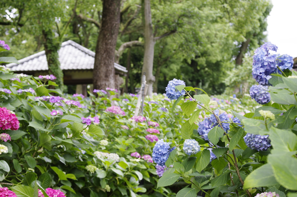 あじさいの森