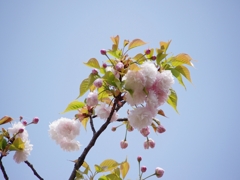 造幣局の桜と青空