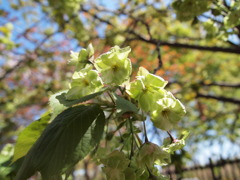 みどりの桜