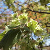 みどりの桜