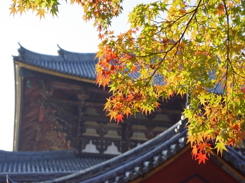 東大寺大仏殿と紅葉