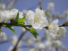青空に映える白い桃の花