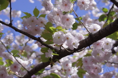 花びらの重ねが美しい桜（奥都）