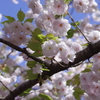 花びらの重ねが美しい桜（奥都）