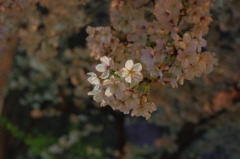 街の公園の夜桜