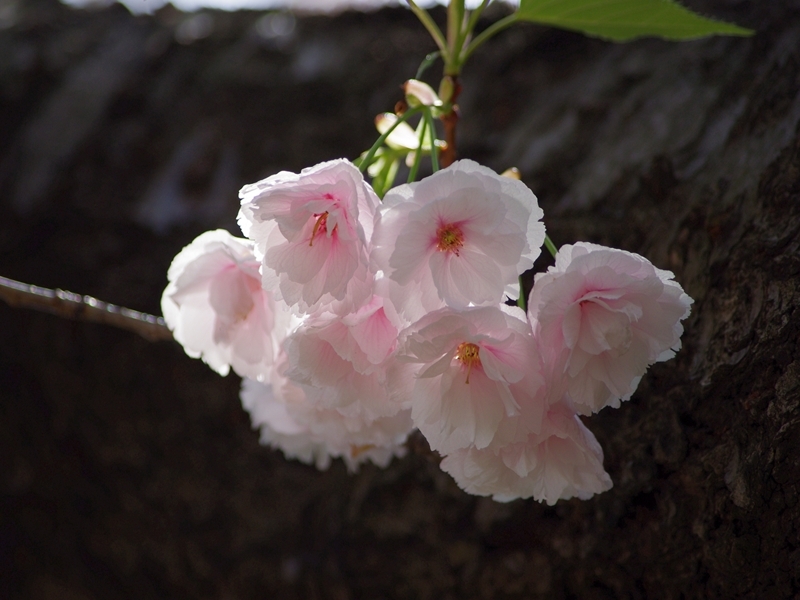 太陽の光と幹桜