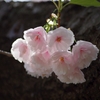太陽の光と幹桜