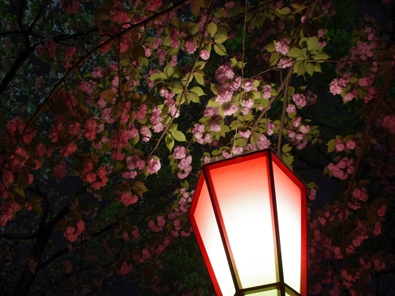 造幣局の夜桜　その２