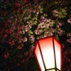 造幣局の夜桜　その２
