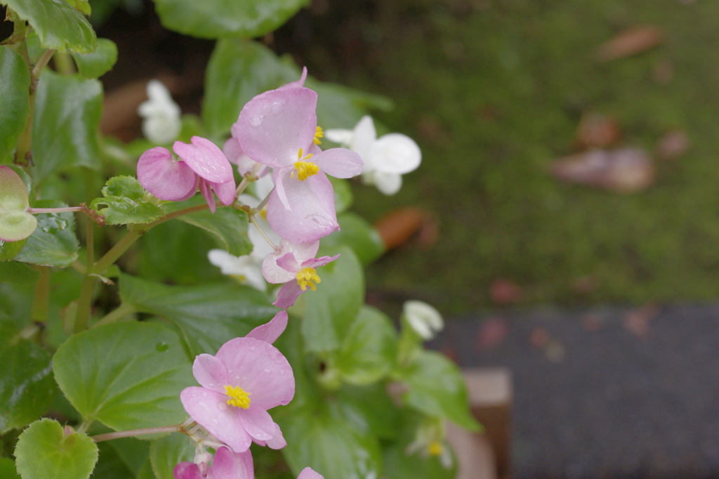 花びらと雨の滴