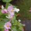 花びらと雨の滴