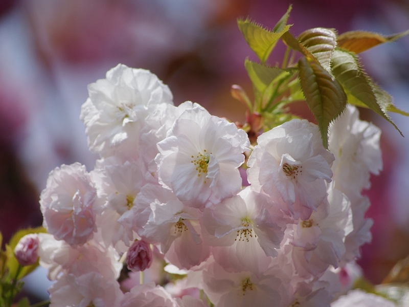 柔らかい白の桜