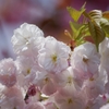 柔らかい白の桜