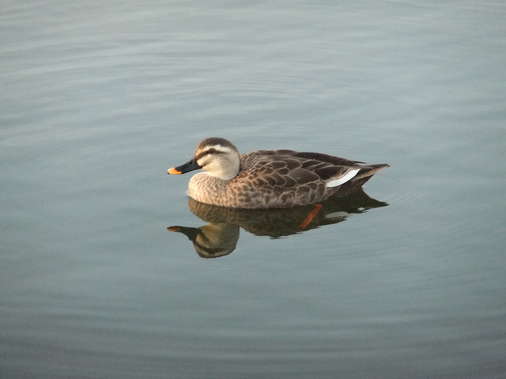 カモ　（淀川河川敷のワンド）