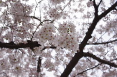 浦江公園の桜