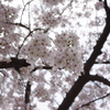 浦江公園の桜