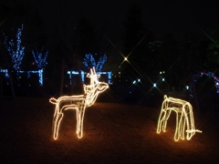 OAPのイルミネーション