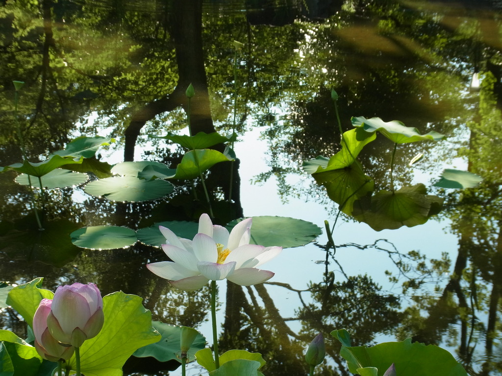 睡蓮の花（酔妃蓮）