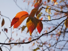 shining cherry leaves 3