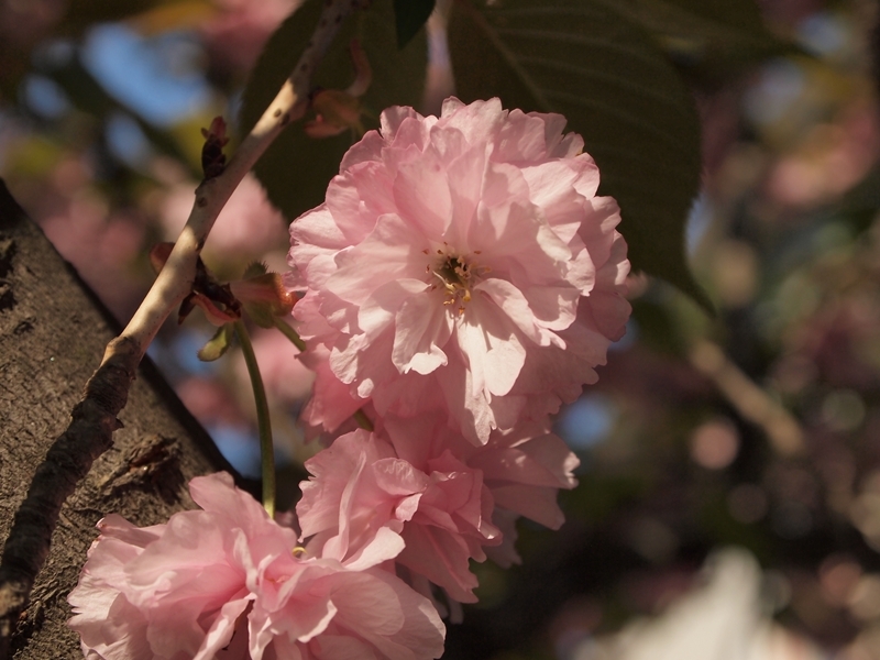 上品な八重桜