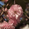 上品な八重桜