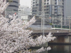 SAKURA×KEIHAN 2