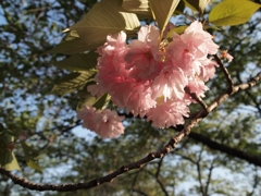 太陽の光を受ける八重桜