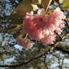 太陽の光を受ける八重桜